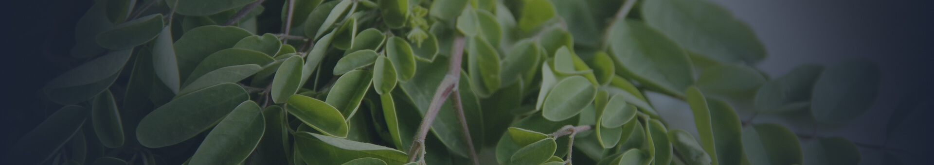 Moringa